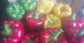 Hola, venderé pimientos rojos, amarillos y verdes, clase premium