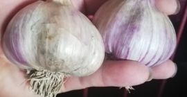 AJO POLACO HARNAŚ 2019 Hola. Tengo a la venta