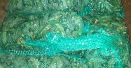 Venderé pepino, Atomic y Monisia, también tengo un túnel