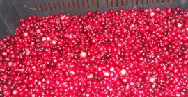 Tengo que ofrecer arándano silvestre puro y orgánico. Origen