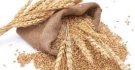 En Venta Trigo 7 t., Cosecha 2019 en tierra