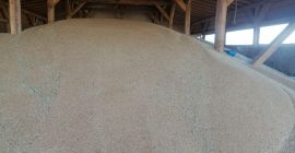 Trigo con calidades de panadería.