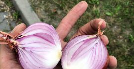 En venta cebolla roja importación Calibre 5+ Sacos 25