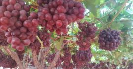 Venderé uvas al por mayor. Más información a través