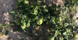 Buenos dias Puedo ofrecer membrillo japonés. El cultivo es