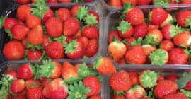 Venderé fresas, agradables, frescas, clase I, san andreas, envases