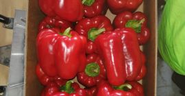 Hola. Una granja en el municipio de Przytyk para