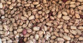 Vendo frijoles de diferentes tipos.