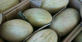 Venderé melones, un grado de torpedo. Tamaño: 2.5-5kg Condiciones
