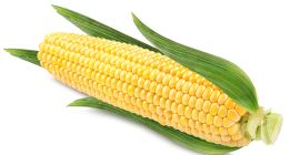 Venderé una gran cantidad de maíz dulce súper dulce.