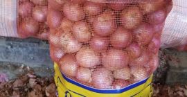 Cebolla francesa roja y amarilla disponible a un precio