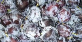 Venderé una hermosa ciruela gruesa, la ciruela húngara Dabrawice,