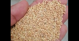 Nombre mijo amarillo Nueva cosecha, Forma Forma redonda Origen