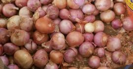 Cebolla disponible para exportación Calidad superior Todos los países