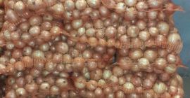 Hola Tengo a la venta 1.500 kg de cebolla