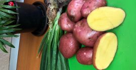 Fabricante, vendo papas rojas Bella Rosa, envasadas en bolsas