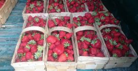 Venderé una fresa POLONIA (fotos). Bonita fruta brillante (cultivada