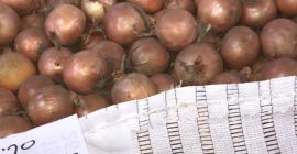 Hola, plantaré grandes cantidades de cebollas, blancas y rojas