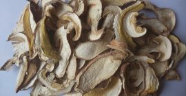 recolectamos boletus edulis de la mano de los agricultores