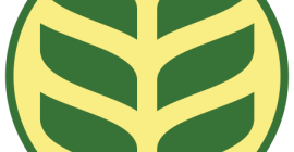 Semillas de centeno orgánicas Dankowskie Amber C1.