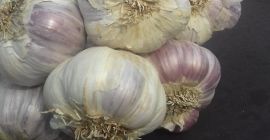 Venderé ajo HARNAŚ de mi propia granja. Venderé por