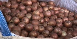 Hola, plantaré grandes cantidades de cebollas, blancas y rojas