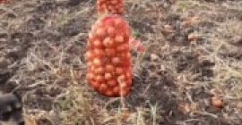 Venderé cebollas, en cuadrículas, de gran calibre.