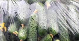¡Legabel fruct 2016 srl vende pepinos de pepino de
