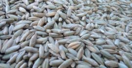 Venderé triticale a partir de la cosecha de 2019,