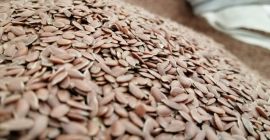 Venderé semillas de lino. Lino Marrón. Número de alrededor