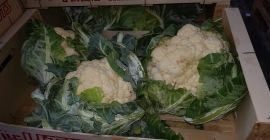 Coliflor, fresca, polaca, 6 piezas / cartón, 390 piezas