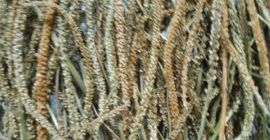 En venta; colección de semillas de plátano de hoja