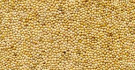 Mijo amarillo 2019 cosecha origen Ucrania, pureza 98% mín.