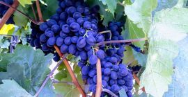 Tenemos a la venta la uva de vino Moldavia