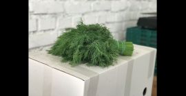 Aceptamos pedidos contractuales de hierbas (eneldo, perejil, cilantro, menta)