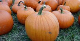Calabazas: variedad de Halloween, así como el tradicional Bambino