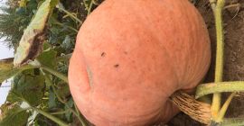 Venderé calabazas de melón, bambino. Cantidad de 3-5 t