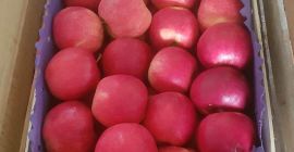 Apple Idared, país de Serbia. Ventas al por mayor