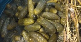 Hola Vendo pepinos encurtidos tradicionales. Pepinillo 5-9 cm.