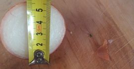 Calibre de cebolla 5-7 cm seco, muy bonito