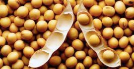 Nuestra empresa suministra Ucrania, cereales, semillas oleaginosas, así como