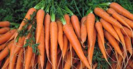 Venderé zanahorias, perejil sucio o también limpio, también se