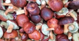 Venderé setas, setas. Cantidades mayores.