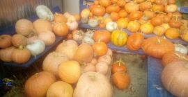 Calabaza de varias especies sin abono.