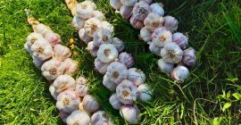 Ajo blanco puro para vender, póngase en contacto con