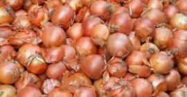 Cebolla amarilla fresca para vender WhatsApp + 380-509-856-820 para