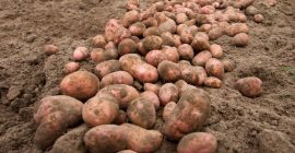 tipo de papas comestibles: cotoneaster e iris