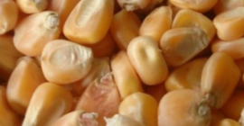 Hola, quiero ofrecer productos agrícolas de Rusia y Ucrania.