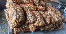 Ofrezco a la venta papas polacas de un agricultor,