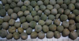 Punto de carga de guisantes secos: Bucarest - Rumania